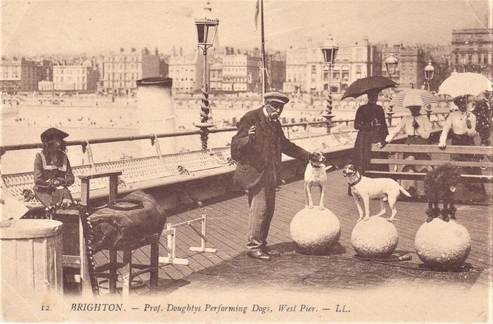1908 professor Doughtys Performing Dogs, West Pier Brighton L.L 12 Postcard SUSSEX by mark's vintage topographical postcards