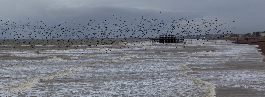 Murmuration near the West Pier, Brighton, Sussex - geograph.org.uk - 3739287 by Christine Matthews