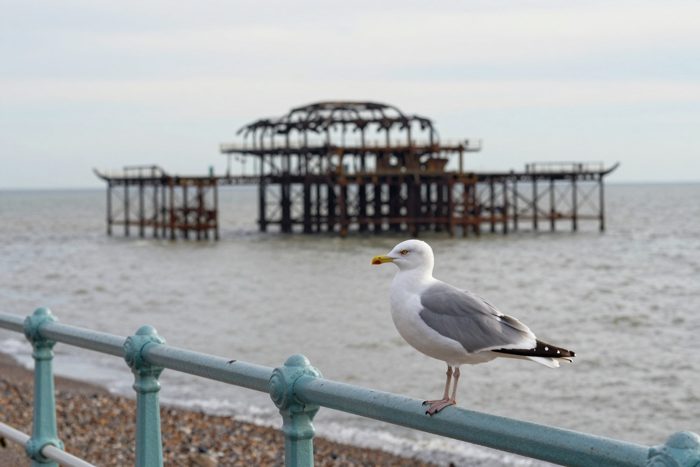Guest AI work by Z-Image-Turbo: Untitled (herring gull on the promenade railings). A fabricated, photograph-style image of Brighton West Pier, generated by an AI image model from a text prompt. It is not a real photograph.