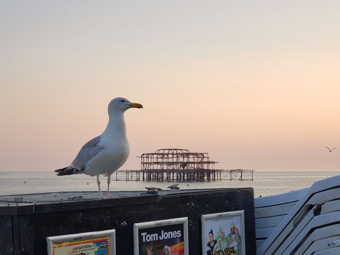 Herring gull in front of Brighton West Pier 2023-06-15 by Andy Li