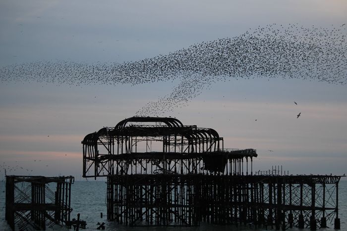 West Pier at dusk with murmuration of starlings by NormanofOxfordshire