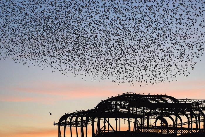 Brighton West Pier: The best free entertainment in town (Explored) by hehaden