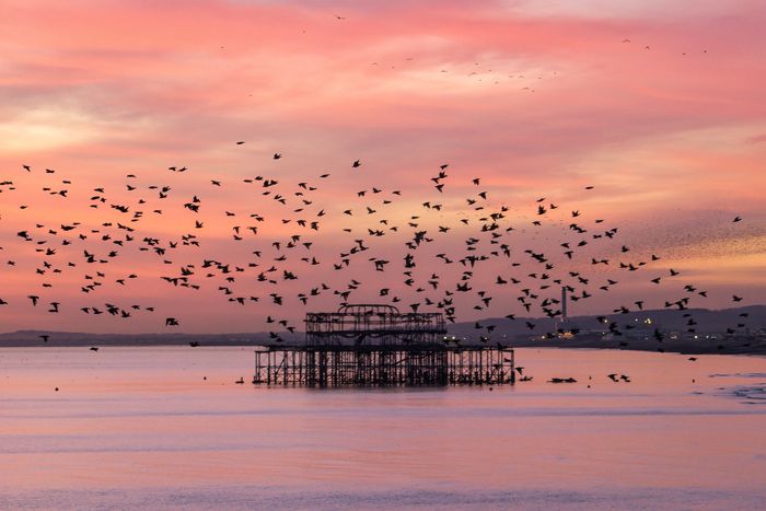 Brighton West Pier: Later the same evening by hehaden