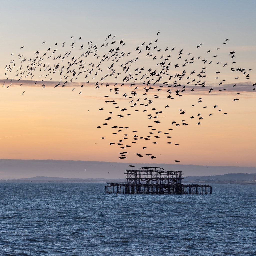 2020 West Pier Murmuration by susie2778