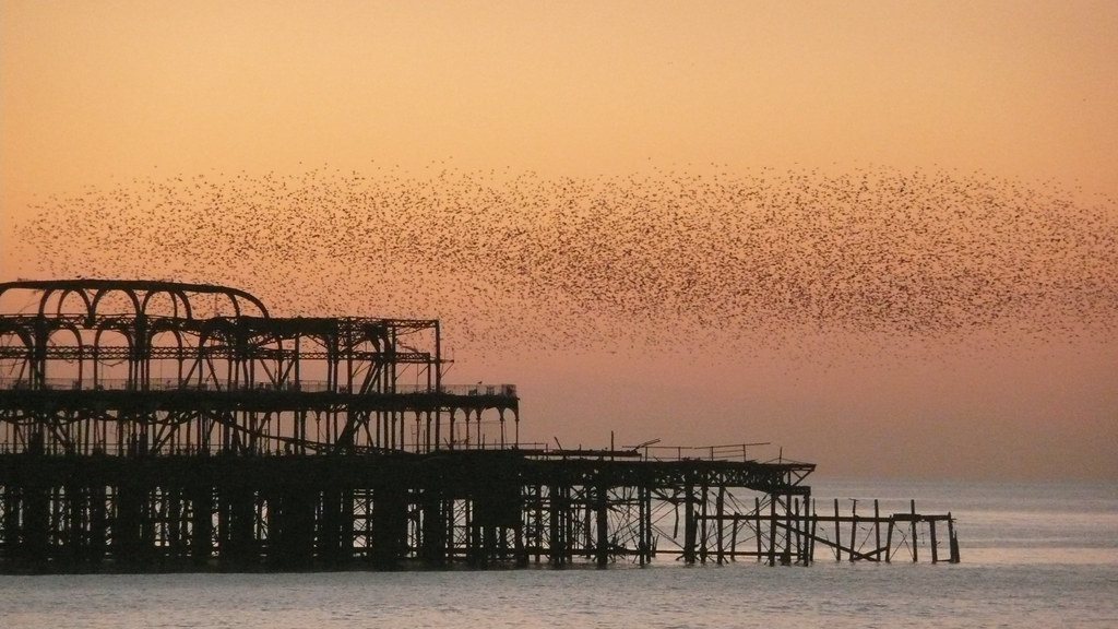 Starlings over the West Pier by Mr Ush