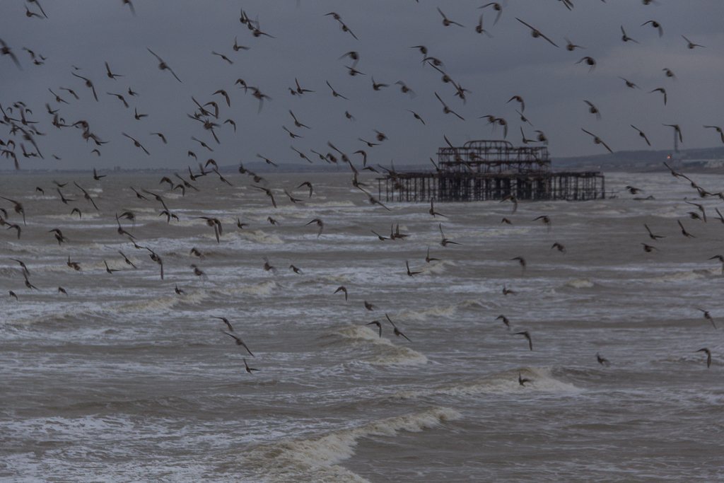 Murmuration near the Pier, Brighton, Sussex - geograph.org.uk - 3739296 by Christine Matthews