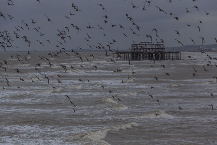 Murmuration near the Pier, Brighton, Sussex - geograph.org.uk - 3739296 by Christine Matthews