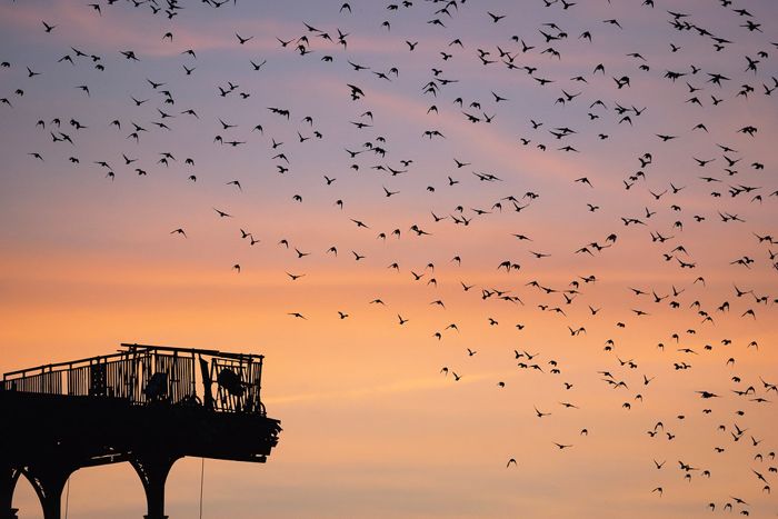 Brighton West Pier: Faded glory, fading light by hehaden