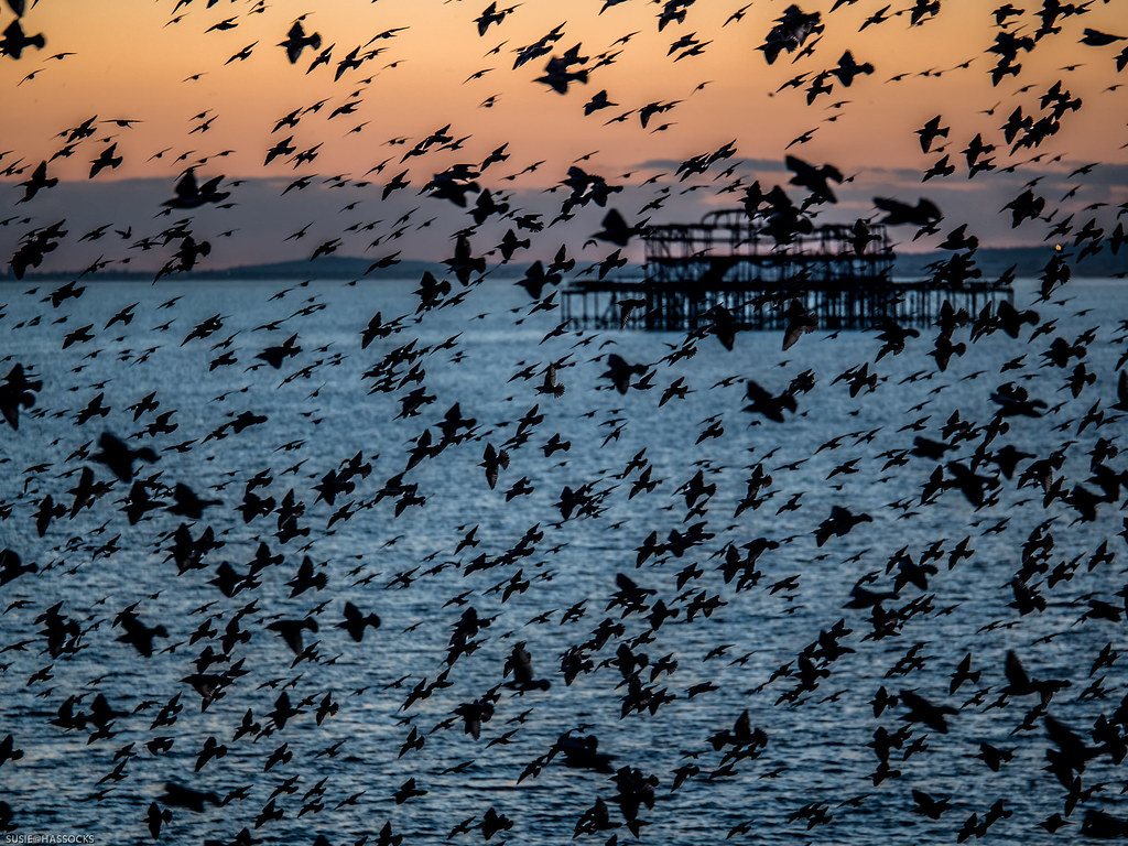 Brighton West Pier: Abstract art by susie2778