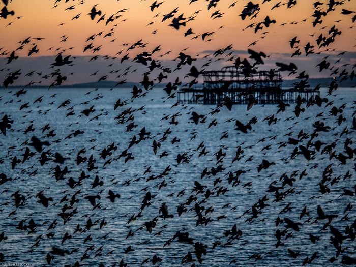 Brighton West Pier: Abstract art by susie2778